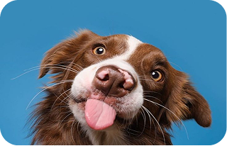 Pet image